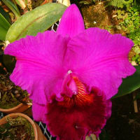 Rlc. Mark Zeug‘Yumi’