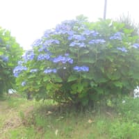 山口の風景　6月16日