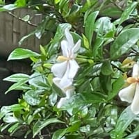梔子の花