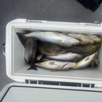 １５日・釣果