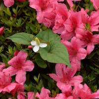 散歩道の花　　　一面に咲くビヨウヤナギの花　　　13