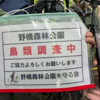 こんなところで　クマゲラ子育て日記　③