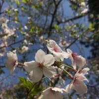 四国の桜　お引越し