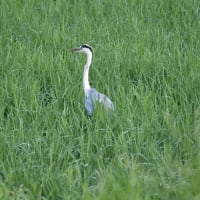 飛びそうで飛ばないアオサギ