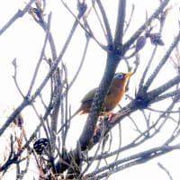05/24探鳥記録写真-2：はまゆう公園の鳥たち（ガビチョウ三昧、）