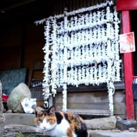 坂の街の猫たち　2025年2月　その2