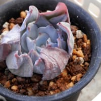 花もいらぬ子も要らぬ