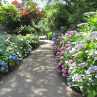 紫陽花寺（本興寺）へ２。(6/29＊日）