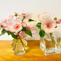 ピンクサクリーナの生け花