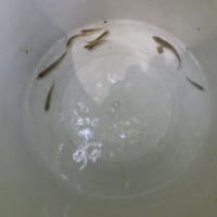 ギョエー、ギョギョギョ、思っていたより少なかった・・・