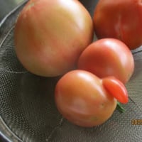センセイの鞄