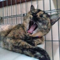 7月3日（木）猫も人間も歯が命