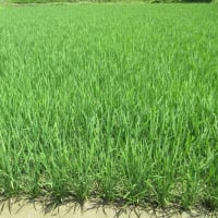 今年のイネは著しく進みそうだが天候異変の影響は予測不能