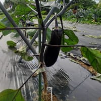 ナス芽欠き