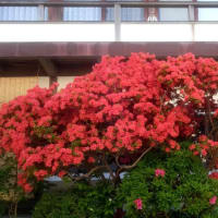 霧島つつじ
