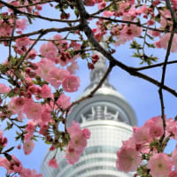好評再掲載！『満開ソメイヨシノ桜そして青空のスカイツリーの八重桜 撮影紀行 』です！『スタスOGレビュー春のおどり』応援企画です！ ！ そして 芹なづな さんの 4月5月ライブ日程です！
