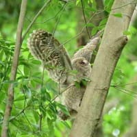 よっこらしょ!　木を登るフクロウの幼鳥。