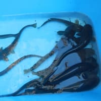 うなぎとギギと小魚となまず