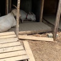 山羊牧場〜あれ？こゆきどうした？