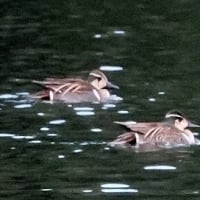 06/21探鳥記録写真：２０２５年１月に出会った鳥たち②