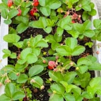 我が家の収穫🍓