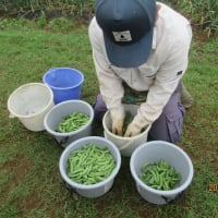 スナップエンドウの収穫