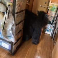 朝はむうちゃんと🎵 そして凪の侵入笑