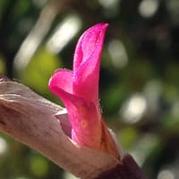 桜の季節ですね。。。