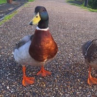 朝の散歩　平池緑地公園　47　5.21～25