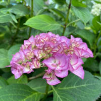 紫陽花　・   スモークツリー