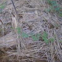 野菜の成長状況（スイカ）