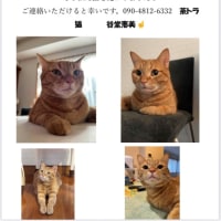 マロン行方不明からの救出