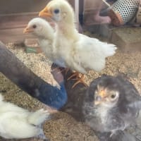5月の稲子