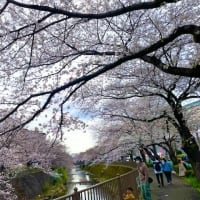 今年も地元の桜名所、恩田川でお花見！