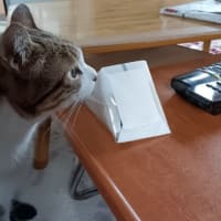 初ぅ❣️夢にゃん?🐾🥰