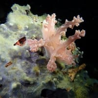珍しいウミウシ