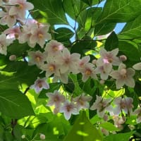 5月ニードルポイント教室
