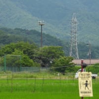 2025年07月05日　コウノトリ目撃情報