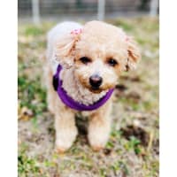 犬を飼うのが夢でした１８