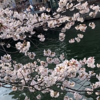 横浜大岡川の桜