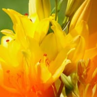 歩く姿はユリの花？