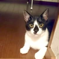 まめ太😸に会いたいな(*´п`*) 💭💕