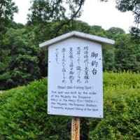 明治神宮御苑　　南池に白い睡蓮がたくさん咲いています　　　2