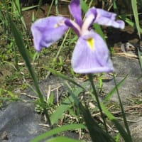 瓢湖へアヤメ見学