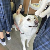 犬と小学生とお年寄り
