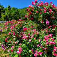 高千穂へバラを見に行ってきました。