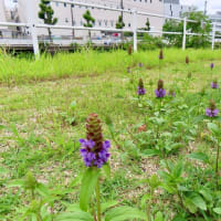 菖蒲園より