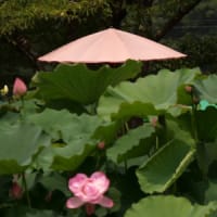 花はす園のハスの花①