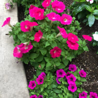 あれ？これは？　予想と違う　花咲いた🌹
