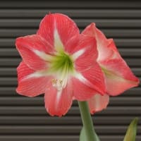 アマリリス　〈ミネルバ〉　
